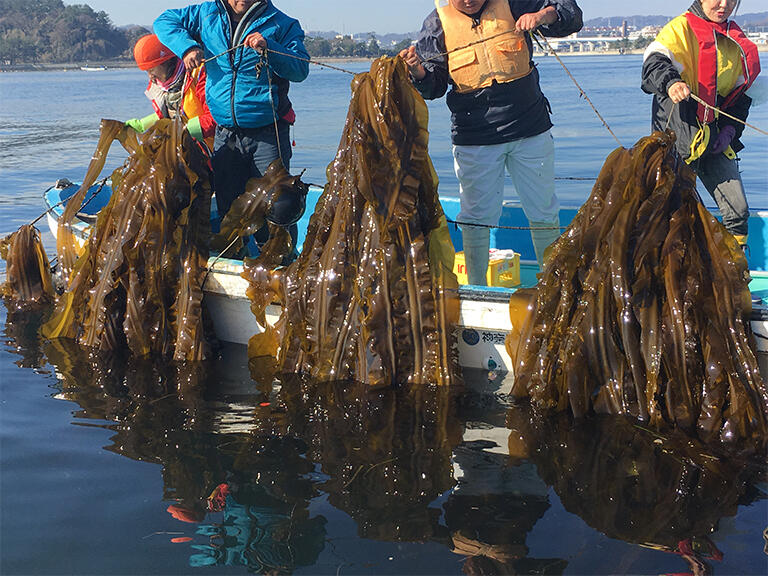 コンブの水揚げの様子。コンブは収穫後、冷凍庫で保存している